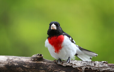 cardinal in nature during summer