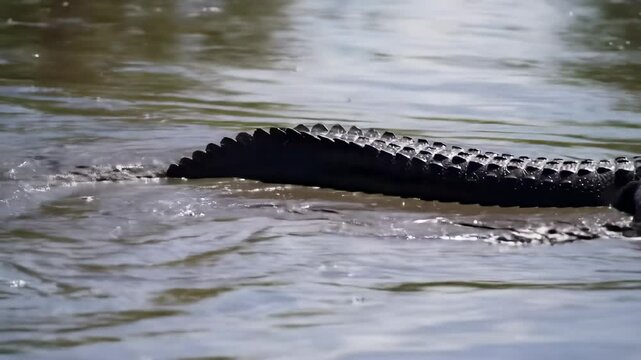 Dark alligator in murky water