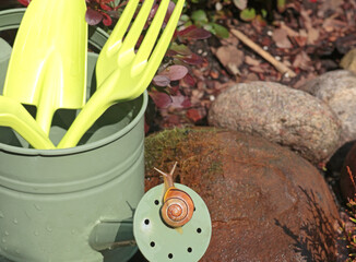 Snail crawls on watering can. Garden and Nature. Pests and tools. 