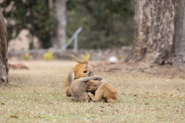 Rhesus macaque (Macaca mulatta) or Indian Monkey play full mode in the forest of corbett.