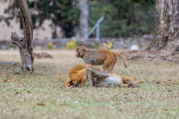 Rhesus macaque (Macaca mulatta) or Indian Monkey play full mode in the forest of corbett.