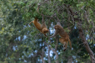 Rhesus macaque (Macaca mulatta) or Indian Monkey play full mode in the forest of corbett.