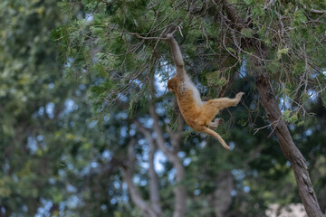 Rhesus macaque (Macaca mulatta) or Indian Monkey play full mode in the forest of corbett.