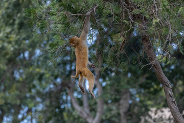 Rhesus macaque (Macaca mulatta) or Indian Monkey play full mode in the forest of corbett.