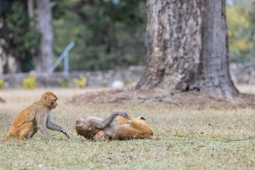 Rhesus macaque (Macaca mulatta) or Indian Monkey play full mode in the forest of corbett.