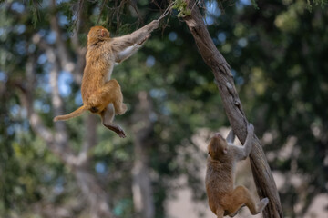 Rhesus macaque (Macaca mulatta) or Indian Monkey play full mode in the forest of corbett.