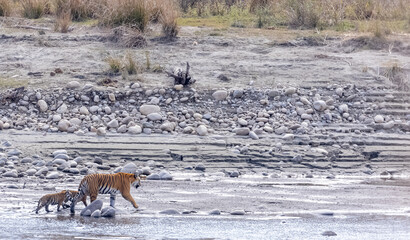 Female tigress (Panthera tigris) with newly born cubs walking near river side at jungle of jim...