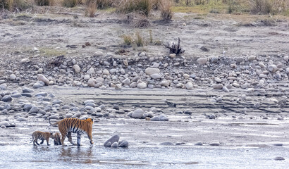Female tigress (Panthera tigris) with newly born cubs walking near river side at jungle of jim corbett.