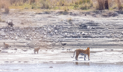 Female tigress (Panthera tigris) with newly born cubs walking near river side at jungle of jim corbett.