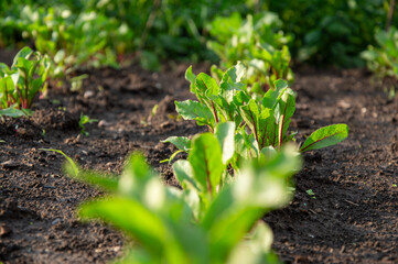 Rows of vibrant red beet plants flourish in nutrient-rich soil, basking under bright sunlight on a warm day