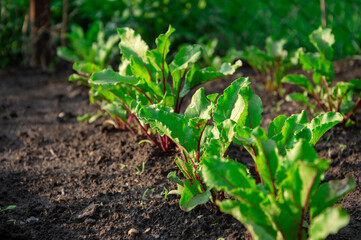 Red beet plants thrive in a sunlit garden, showcasing their vibrant green leaves above dark, fertile soil beneath them