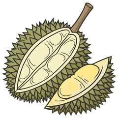 Durian fruit illustration open and closed