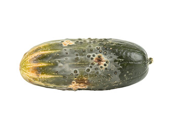 Moldy Cucumber: Close-up Photography of Spoiled Cucumis sativus Showing Decay and Fungal Growth