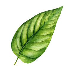 Fototapeta premium Single Leaf Watercolor Botanical Illustration Tropical Green Foliage for Eco Organic Skincare and Natural Spa Design