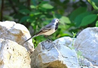 A small bird poses on a rock in the forest