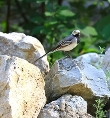 A small bird poses on a rock in the forest