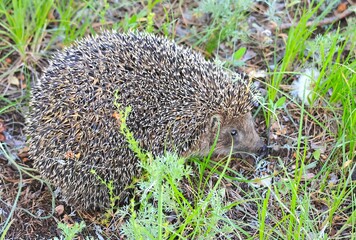 A wild hedgehog in a pine forest.