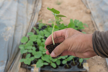 The man hold the green sapling for plant  with Dry soil on background