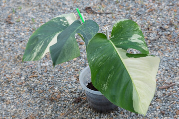 Monstera Deliciosa x Borsigiana Mint variegated in the pot 