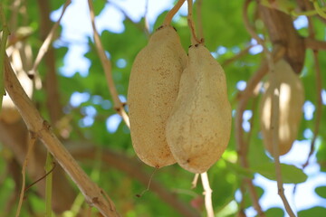 ripe figs on a branch.Gourd fruit hanging on the tree in the garden, Thailand.