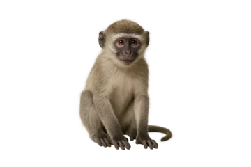 Velours gordijnen Aap Cute young vervet monkey sitting calmly on white isolated background, adorable wildlife animal portrait, perfect for educational and nature projects  © MJ iceberg
