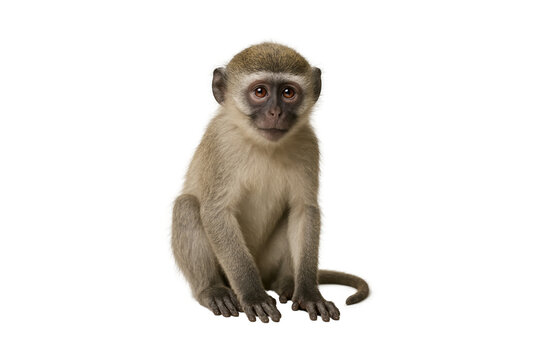 Cute young vervet monkey sitting calmly on white isolated background, adorable wildlife animal portrait, perfect for educational and nature projects - Powered by Adobe