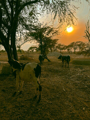 Golden Hours view in village , Sunlight falls on animals, Peaceful environment where no more is stressed. Punjab Pindi Bhattian Pakistan. 