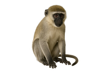 monkey isolated o white, primate, clipping path, transparent, vervet monkey, sit