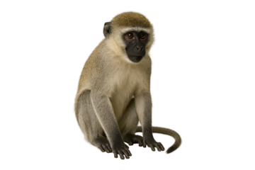 Vervet monkey sitting and looking curious, African wildlife animal isolated on white background, close-up of wild primate for nature and safari themes