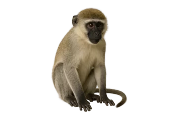 Fototapete Rund Affe Vervet monkey sitting and looking curious, African wildlife animal isolated on white background, close-up of wild primate for nature and safari themes  © MJ iceberg