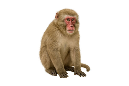 Cute rhesus macaque monkey sitting isolated on white background, alert primate wildlife portrait with natural fur texture and expressive face