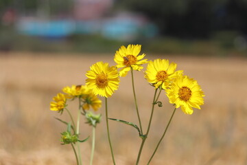 yellow flowers in the garden.Yellow flowers in the field with blurred background. (Helichrysum arenarium)