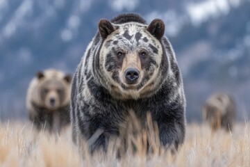 Fototapeta premium Grizzly bear 399, famous for its presence, is found roaming in a field at Grand Teton National Park in Wyoming