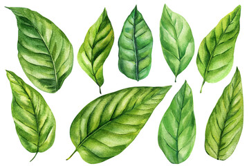 Watercolor Leaves Set Botanical Tropical Green Foliage Clipart for Eco Packaging Skincare Natural Spa and Wellness Branding
