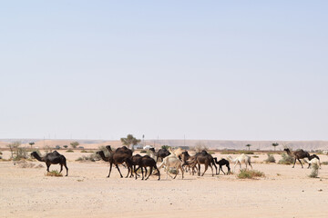 Camel herd, Saudi Arabia