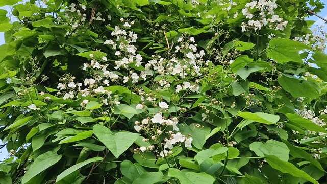Catalpa tree laden with clusters of white, bell shaped flowers and large, heart-shaped leaves. The blossoms in various stages from bud to full bloom, are interspersed among the rich green foliage
