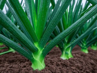 Obraz premium Leeks thriving on a farm are captured in a close-up, illustrating the farm's commitment to organic and sustainable agriculture
