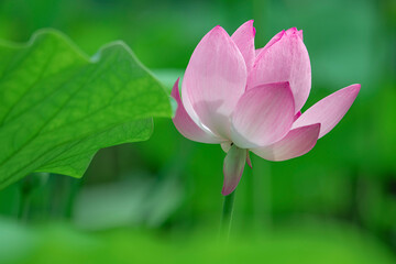 Obraz premium The lotus flowers and buds with different and beautiful expressions