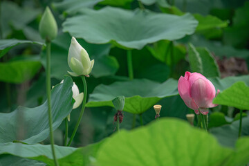 The lotus flowers and buds with different and beautiful expressions