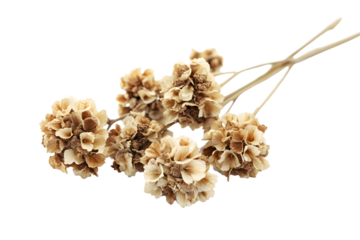 Arrière plan blanc avec fleurs séchées - Générative ia