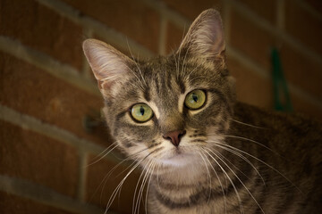 my cat ubunta in relax on the balcony