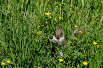Grey Squirrel in field with Buttercups