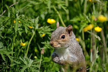 Squirrel and buttercups
