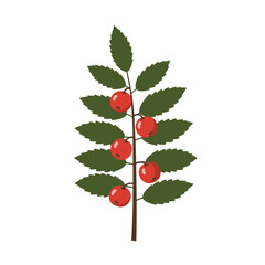 Illustration of a twig with jagged leaves and five round red berries on a white background