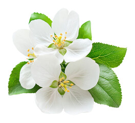Naklejka premium PNG White apple blossom flowers blossoms leaves leaf.