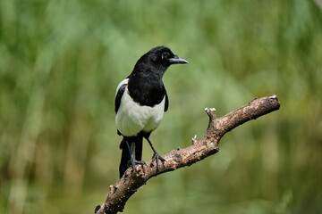 Magpie 