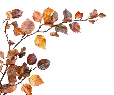 Fototapeta PNG Autumn leaves leaf background white.