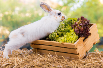 Obraz premium Healthy lovely baby bunny easter rabbit eating food, carrot, grass on green garden nature background. Cute fluffy rabbits with green vegetables, nature life. Symbol of easter day.