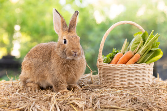 Healthy lovely baby bunny easter rabbit eating food, carrot, grass on green garden nature background. Cute fluffy rabbits with green vegetables, nature life. Symbol of easter day.