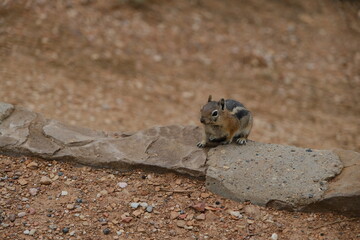 Squirrel in the nature